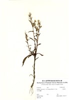 藏品(一枝黃花)的圖片